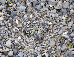 Four Killdeer eggs, photographed by Tom and Pat Leeson.